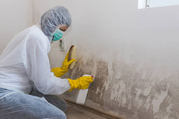 Best Certified Mold Removal  in Iola, WI