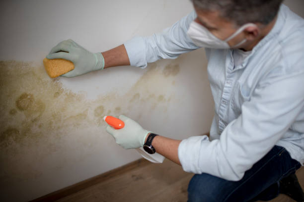 Best Commercial Mold Removal  in Iola, WI